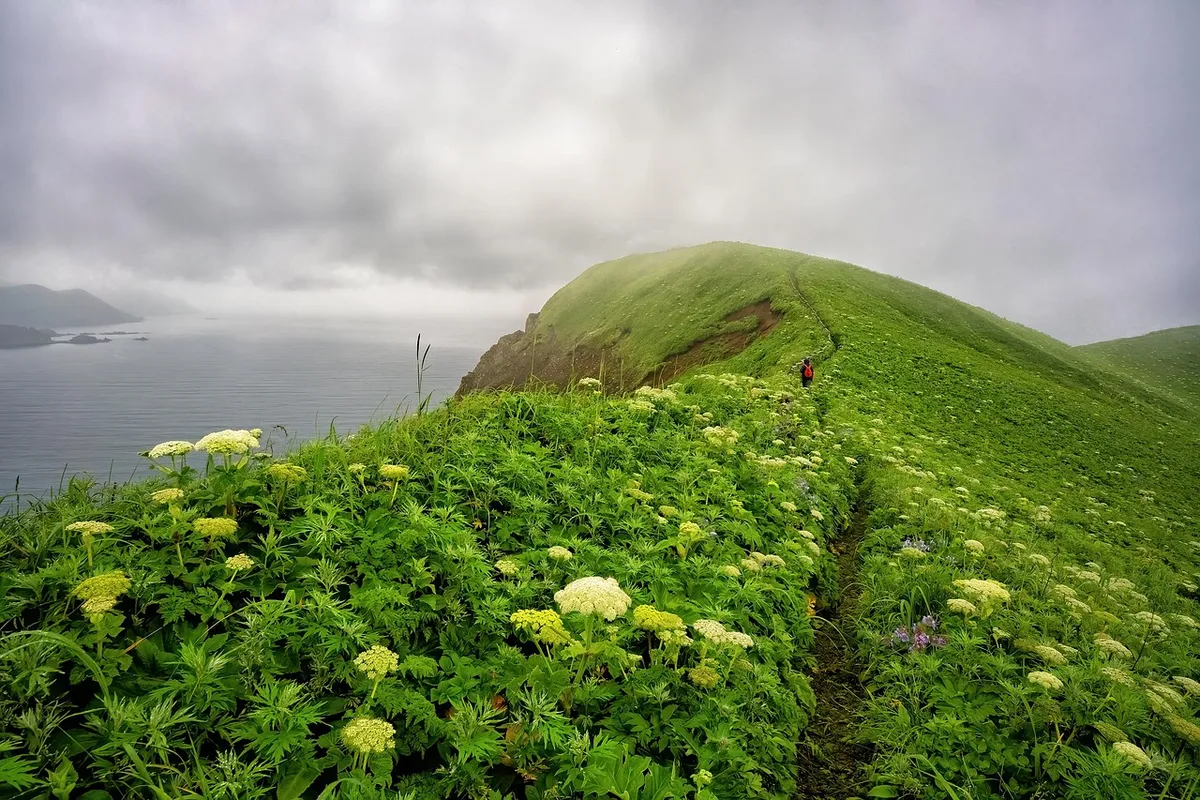 cape, pasture, nature, beautiful flowers, sea, flower background, rebun island, landscape, flower wallpaper, trail, cloud, fog, flowers, hokkaido, beautiful nat